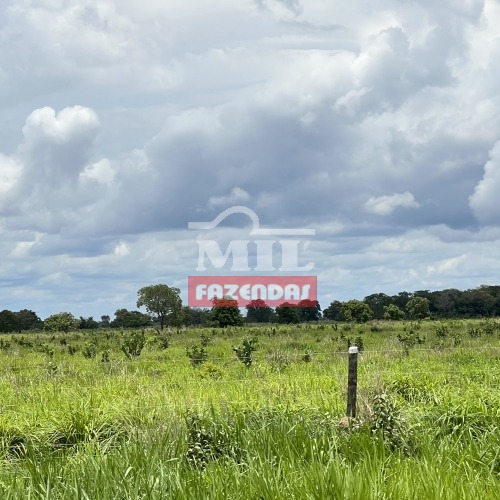 Fazenda de 95 alqueires (460 hectares) no Cocalinho - Mato Grosso