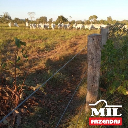 Fazenda de 90 alqueires (436 hectares) no Cocalinho - Mato Grosso