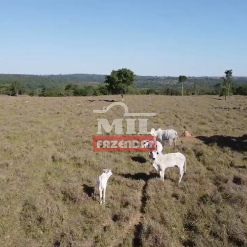 Fazenda com 45 Alqueires (218 hectares) em Ipameri - Goiás