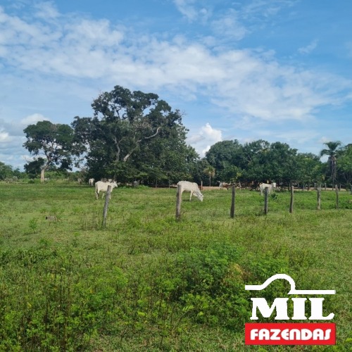 Fazenda 94 alqueires (459 hectares)- Araguaçu-TO