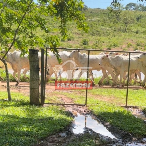 Fazenda em Flores de Goiás - 240 alq. (1161,6 hectares)