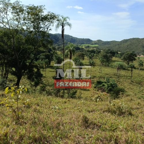 Fazenda de Cultura em Campinaçu-GO 100 Alqueires (484 Há).