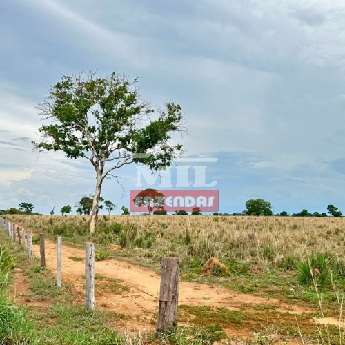 Fazenda de 95 Alqueires (455 Hectares) em Novo Planalto - Goiás.
