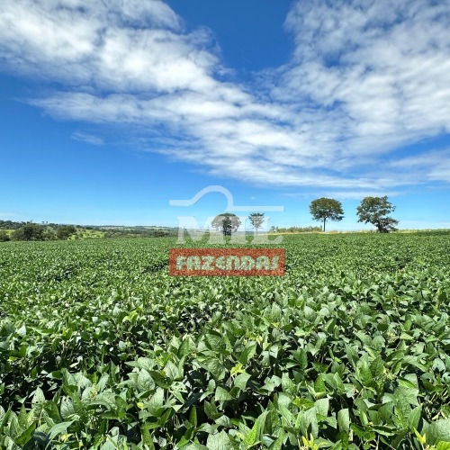 Área agrícola em Piracanjuba - GO 7.31 alqueires (35.38 Ha)