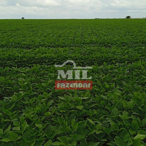 Fazenda 210 alqueires (1.016 hectares) Dois Irmãos - TO