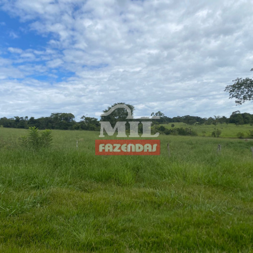 Arrendamento para 1.500 vacas paridas.  Alexânia - GO