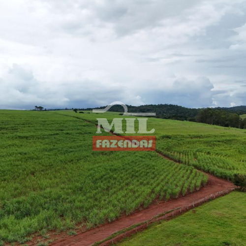Fazenda 21 Alqueires (101,6 hectares) Inhumas - GO