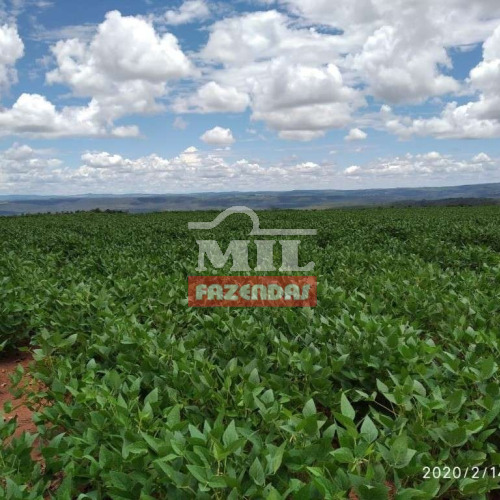 Fazenda 104 Alqueires (503,4 hectares) Doverlândia - GO