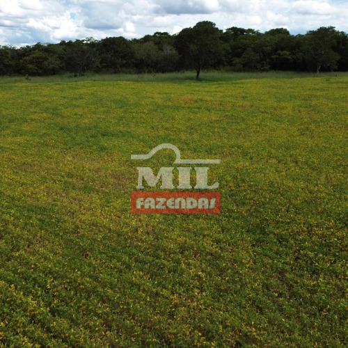 Fazenda 23 Alqueires (111,32 hectares) Varjão - GO