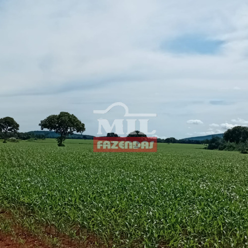 Fazenda 180 alqueires ( 871,19 hectares ) Talismã - TO