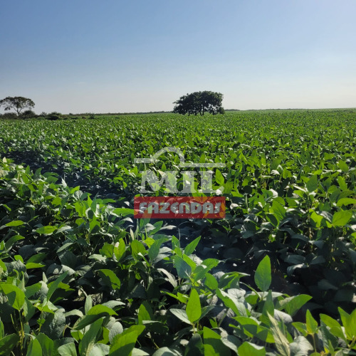 Fazenda 600 Hectares Bom Jesus - PI