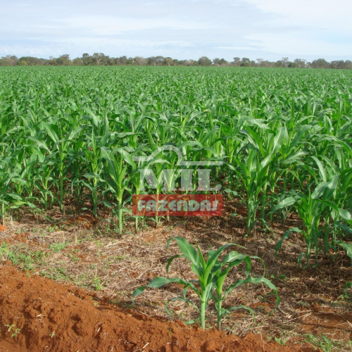 Fazenda 375 Alqueires (1.815 hectares) Novo Planalto - GO