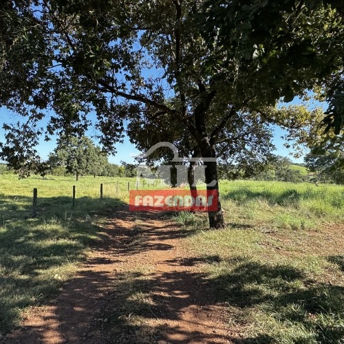 Fazenda 139 alqueires ( 672,76 hectares ) - Matrinchã-GO