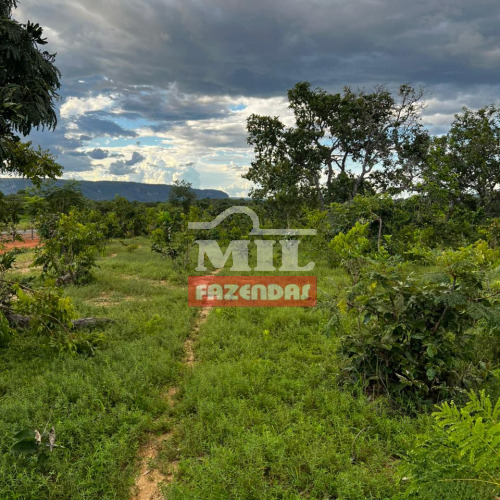 Fazenda 48 alqueires (232,32 hectares) Minaçu - Go