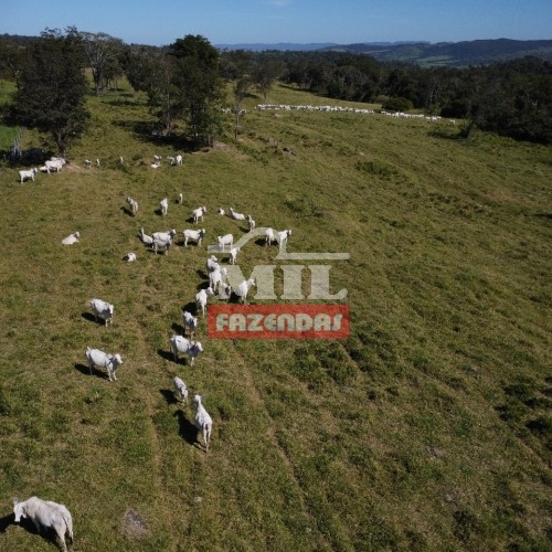 Fazenda 14 alqueires (67,76 hectares) em Itaberaí - GO