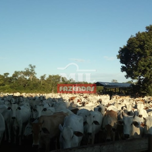 foto do anuncio