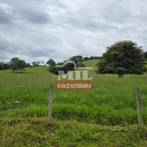 Sitio 13 Alqueires (62 Hectares) Itaberai - GO