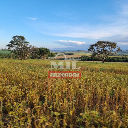 Fazenda 24,5 Alqueires (119 hectares) Alexânia - GO