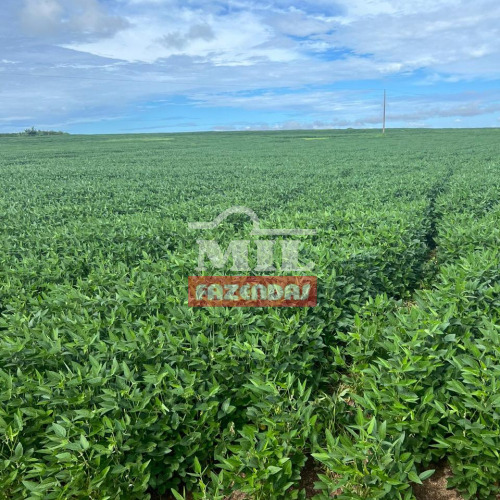 Fazenda 310 Alqueires (1.500 hectares) Paraíso - TO