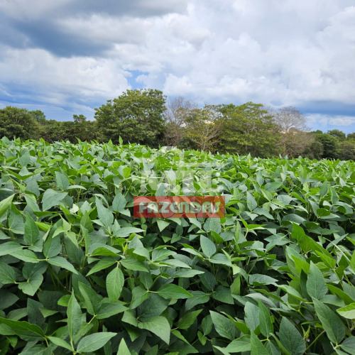 Fazenda 374 alqueires (1.810 hectares ) Doverlandia - Go