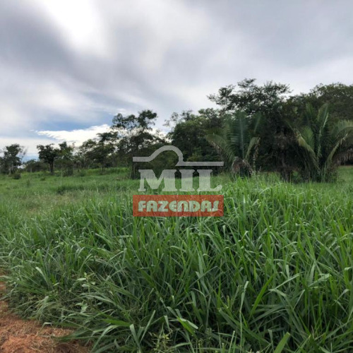 Fazenda 45 alqueires (217,8 hectares) Gurupi - To