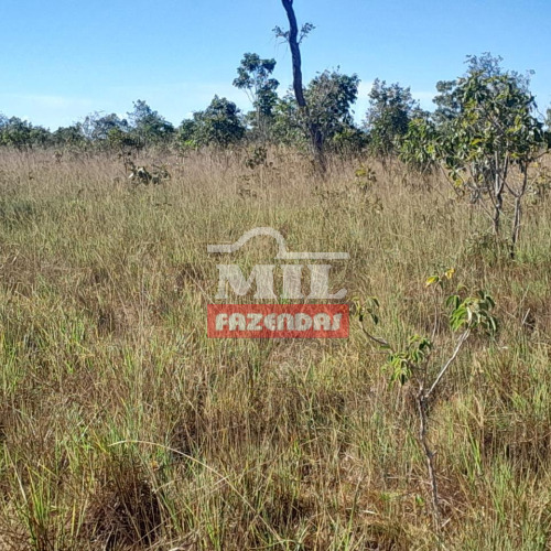 Fazenda 1.000 alqueires (4.840 hectrares) Rio Sono - To