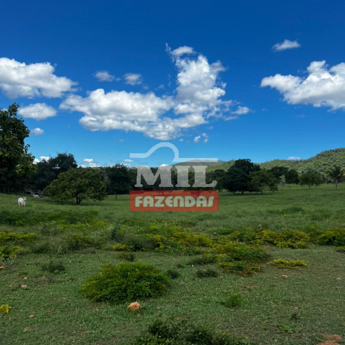 Fazenda 50 Alqueires (242 hectares) Minaçu - GO