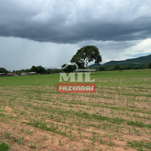 Fazenda 114,5 Alqueires (554,3 hectares) Montividiu do Norte - GO