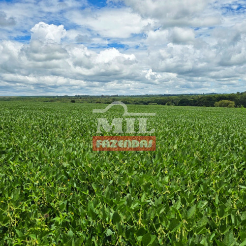 Chácara 14,50 alqueires (70 hectares) Bela Vista de Goiás - Go