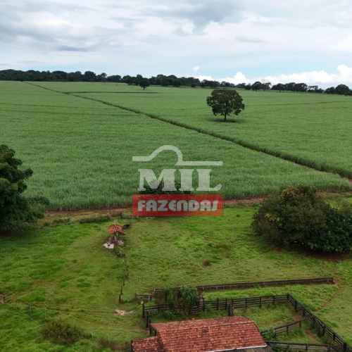 Fazenda 28 Alqueires (135,5 hectares) Inhumas - GO