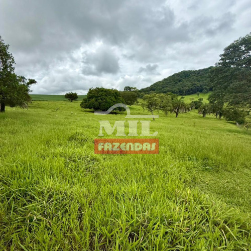 Chácara 1,5 alqueires (7,26 hectares) Morrinhos - Go