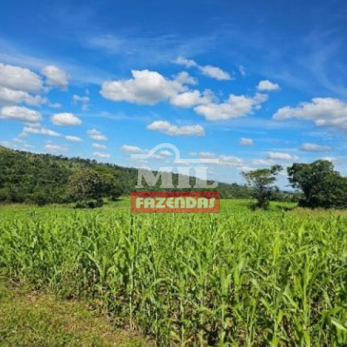 Fazenda 85,3 Alqueires (413,3 hectares) Itapirapuã - GO