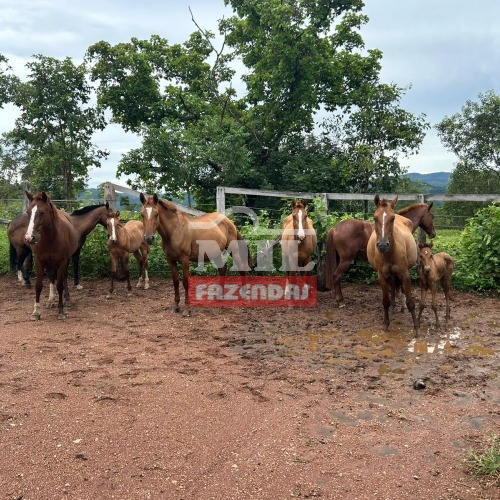 Fazenda em Alto Paraíso de Goiás 60 alqueires (288,88 Hectares)