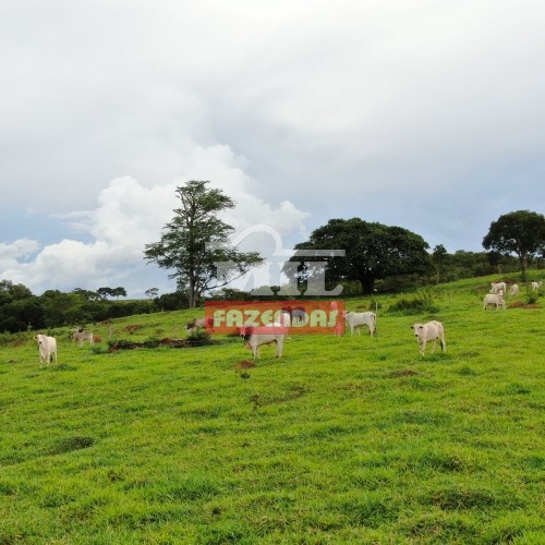 Fazenda de de 36 alqueires (176 hectares) em Itaberaí