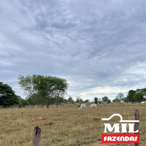 Fazenda de 77 alqueires (373 hectares) em São Miguel do Araguaia - GO
