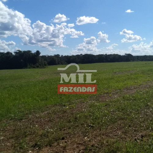 Fazenda 85 alqueires (411,4 hectares) Cristalândia - To
