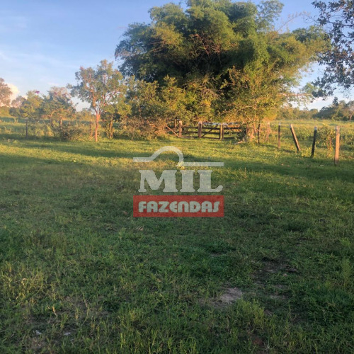 Fazenda 20,5 alqueires (99,2 hectares) Crixas - GO