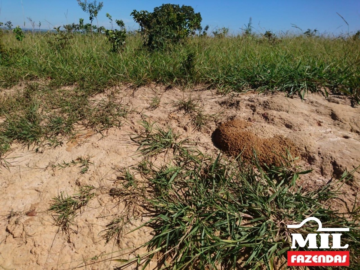 Mil Fazendas -Arrendamento Agrícola em Caiapônia – Goiás 