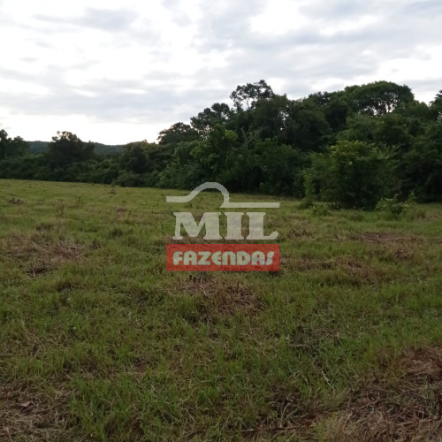 Fazenda 227 Alqueires (1.098,68 hectares) Dianópolis - TO