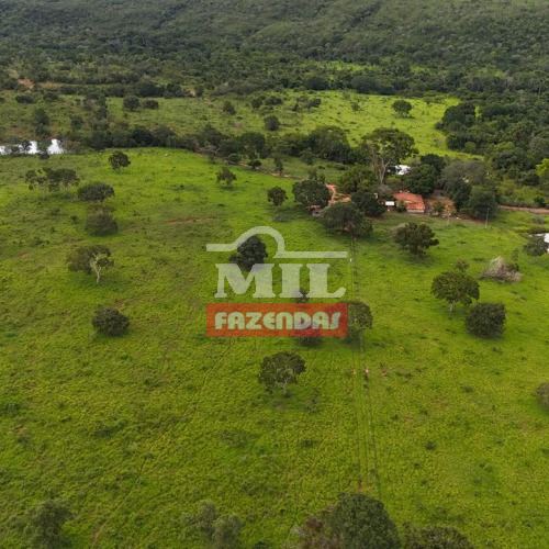 Fazenda 65,9 Alqueires (319 hectares) Minaçu - GO