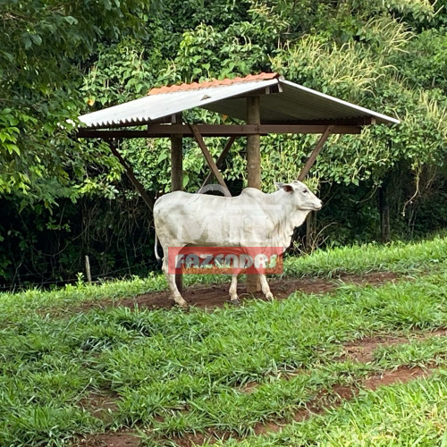 Chácara 12.58 Alqueires (60,88 hectares) Bela Vista de Goiás - GO