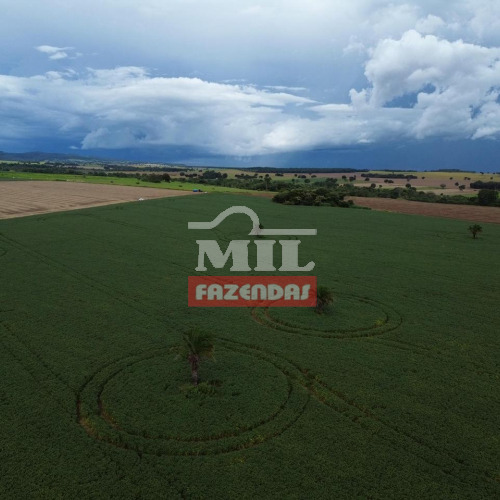 Chácara 11,7 Alqueires (56,6 hectares) Jandaia - GO