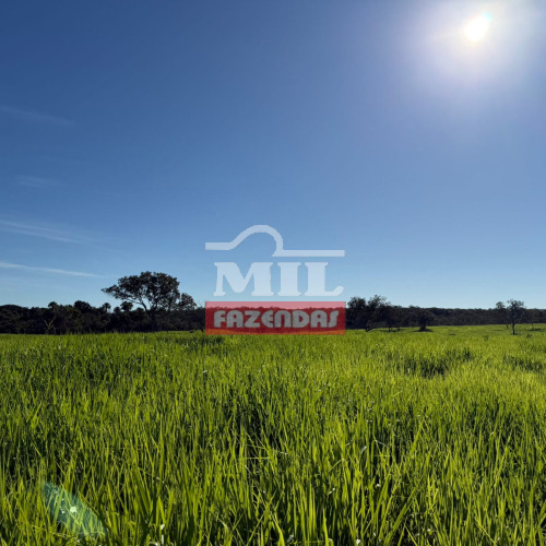 Fazenda 284 Alqueires (1.377 hectares) Santa Maria do Tocantins - TO