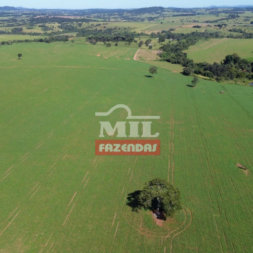 Fazenda 40 Alqueires (193,6 hectares) Petrolina - GO