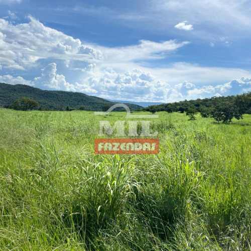 Fazenda 98 Alqueires (552 hectares) Niquelândia - GO