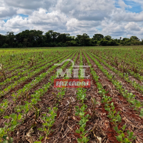 Fazenda 88 Alqueires (428 hectares) Ácreuna - GO