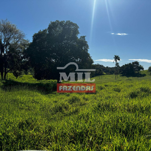 Chacara  7 alqueires (33,88 ha) Jandaia - Go