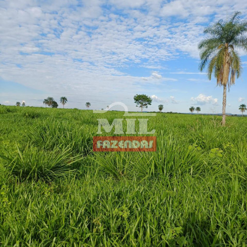 Fazenda 78 Alqueires (378 hectares) Nova Roma - GO