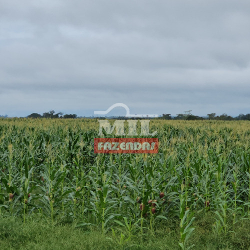 Fazenda 6.312 Hectares Marabá - PA