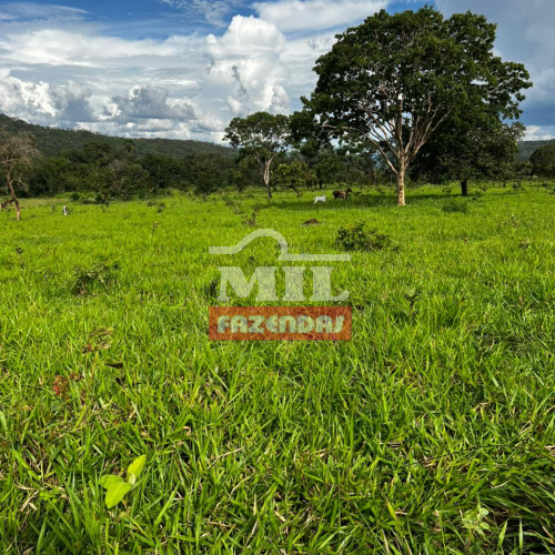 Fazenda 132 Alqueires (638,9 hectares) Minaçu - GO